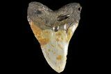 Fossil Megalodon Tooth - North Carolina #109785-1